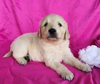Bonnie, a female Golden Retriever for sale in Spencerville, IN – Photo 1 of 4