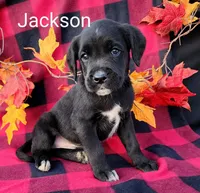 Jackson, a male Boxer for sale in Spencerville, IN – Photo 2 of 4