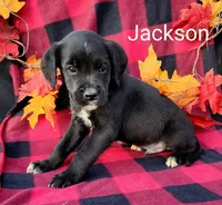 Jackson, a male Boxer for sale in Spencerville, IN – Photo 4 of 4