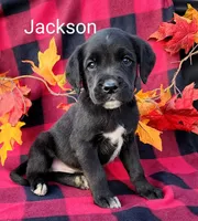 Jackson, a male Boxer for sale in Spencerville, IN – Photo 1 of 4