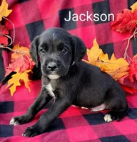 Jackson, a male Boxer for sale in Spencerville, IN – Photo 3 of 4