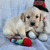 Kate, a female Golden Retriever for sale in Spencerville, IN – Photo 1 of 4