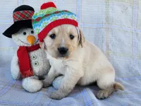 Kate, a female Golden Retriever for sale in Spencerville, IN – Photo 2 of 4