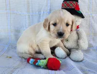 Kate, a female Golden Retriever for sale in Spencerville, IN – Photo 3 of 4