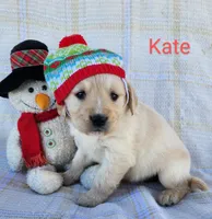 Kate, a female Golden Retriever for sale in Spencerville, IN – Photo 4 of 4