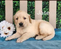 Jase, a male Golden Retriever for sale in Spencerville, IN – Photo 2 of 4
