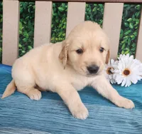 Jase, a male Golden Retriever for sale in Spencerville, IN – Photo 1 of 4