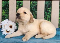 Jase, a male Golden Retriever for sale in Spencerville, IN – Photo 3 of 4