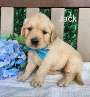 Jack, a male Golden Retriever for sale in Spencerville, IN – Photo 1 of 4