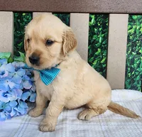 Jack, a male Golden Retriever for sale in Spencerville, IN – Photo 3 of 4