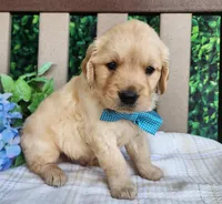 Jack, a male Golden Retriever for sale in Spencerville, IN – Photo 4 of 4