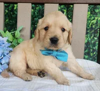 Jack, a male Golden Retriever for sale in Spencerville, IN – Photo 2 of 4