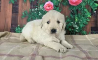 Linda, a female Golden Retriever for sale in Spencerville, IN – Photo 3 of 4