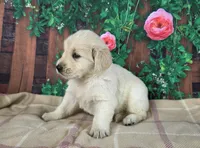 Linda, a female Golden Retriever for sale in Spencerville, IN – Photo 2 of 4