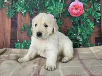 Linda, a female Golden Retriever for sale in Spencerville, IN – Photo 1 of 4