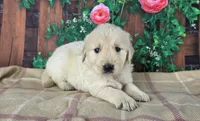 Linda, a female Golden Retriever for sale in Spencerville, IN – Photo 4 of 4