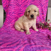 Joy, a female Golden Retriever for sale in Spencerville, IN – Photo 4 of 4