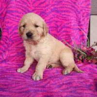 Joy, a female Golden Retriever for sale in Spencerville, IN – Photo 3 of 4