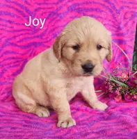 Joy, a female Golden Retriever for sale in Spencerville, IN – Photo 2 of 4