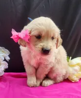 Grace, a female Golden Retriever for sale in Spencerville, IN – Photo 3 of 4