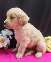 Grace, a female Golden Retriever for sale in Spencerville, IN – Photo 4 of 4