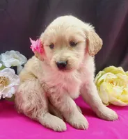 Grace, a female Golden Retriever for sale in Spencerville, IN – Photo 2 of 4