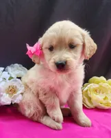 Grace, a female Golden Retriever for sale in Spencerville, IN – Photo 1 of 4