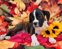 Star, a female Boxer for sale in Spencerville, IN – Photo 4 of 4