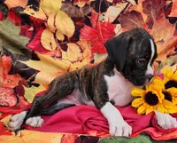 Star, a female Boxer for sale in Spencerville, IN – Photo 2 of 4