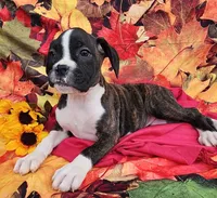 Star, a female Boxer for sale in Spencerville, IN – Photo 1 of 4