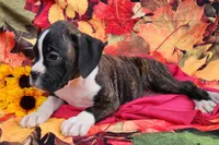 Star, a female Boxer for sale in Spencerville, IN – Photo 3 of 4