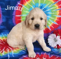 Jimmy, a male Golden Retriever for sale in Spencerville, IN – Photo 4 of 4