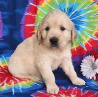 Jimmy, a male Golden Retriever for sale in Spencerville, IN – Photo 2 of 4
