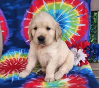 Jimmy, a male Golden Retriever for sale in Spencerville, IN – Photo 1 of 4