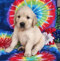 Jimmy, a male Golden Retriever for sale in Spencerville, IN – Photo 3 of 4