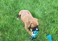 Kyrie, a male Boxer for sale in Spencerville, IN – Photo 2 of 2