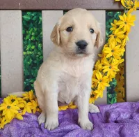 Beauty, a female Golden Retriever for sale in Spencerville, IN – Photo 4 of 4