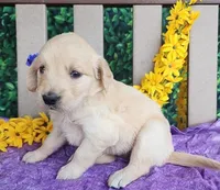 Beauty, a female Golden Retriever for sale in Spencerville, IN – Photo 2 of 4