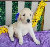 Beauty, a female Golden Retriever for sale in Spencerville, IN – Photo 1 of 4