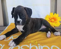 Daffodil, a female Boxer for sale in Spencerville, IN – Photo 3 of 4