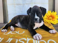 Daffodil, a female Boxer for sale in Spencerville, IN – Photo 1 of 4