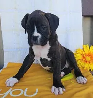 Daffodil, a female Boxer for sale in Spencerville, IN – Photo 2 of 4