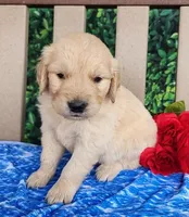 Blake, a male Golden Retriever for sale in Spencerville, IN – Photo 2 of 4