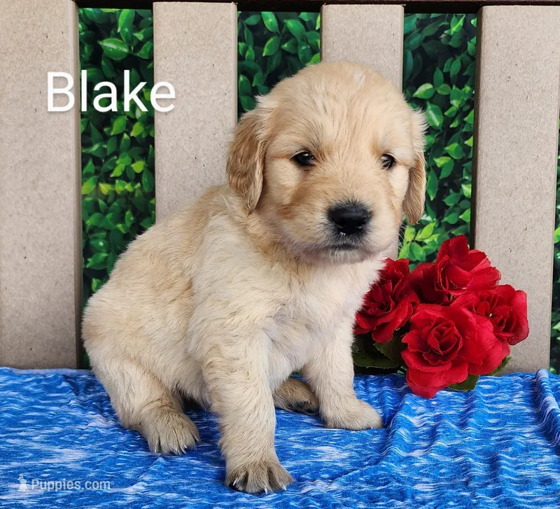 Blake