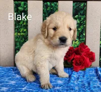 Blake, a male Golden Retriever for sale in Spencerville, IN – Photo 1 of 4