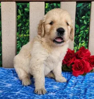 Blake, a male Golden Retriever for sale in Spencerville, IN – Photo 4 of 4