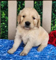 Blake, a male Golden Retriever for sale in Spencerville, IN – Photo 3 of 4