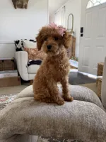 Nova Chanel, a female Poodle - Toy  for sale in Beaver Dam, KY – 1 of 3