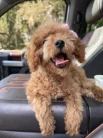 Nova Chanel, a female Poodle - Toy  for sale in Beaver Dam, KY – 3 of 3