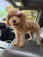 Nova Chanel, a female Poodle - Toy  for sale in Beaver Dam, KY – 2 of 3